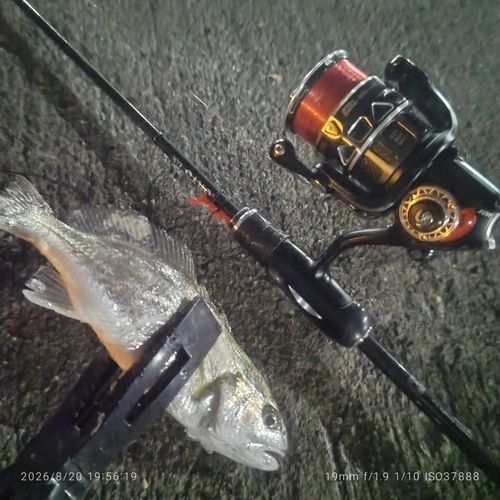 イシモチの釣果