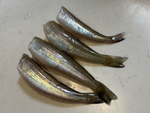 シロギスの釣果