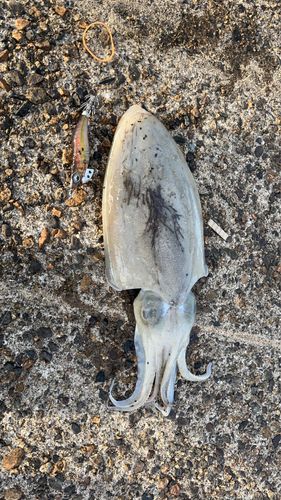 コウイカの釣果