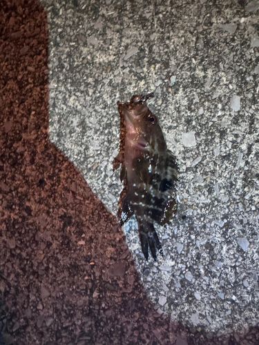 マハタの釣果