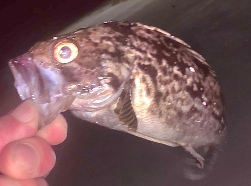 クロソイの釣果