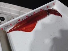 ケンサキイカの釣果