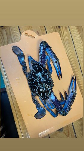 タイワンガザミの釣果