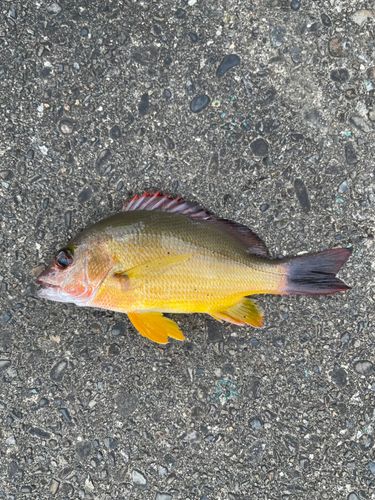 オキフエダイの釣果