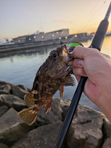 カサゴの釣果