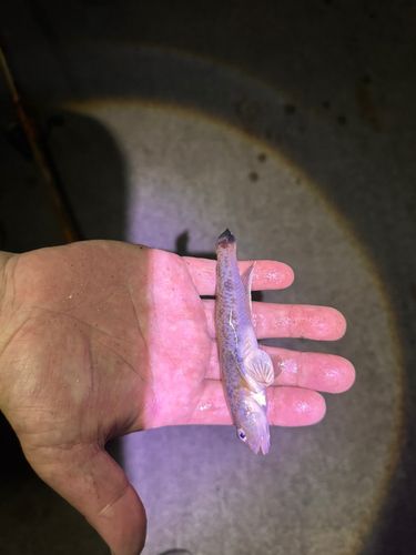 ハゼの釣果