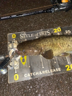 ナマズの釣果
