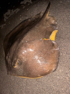 アカエイの釣果