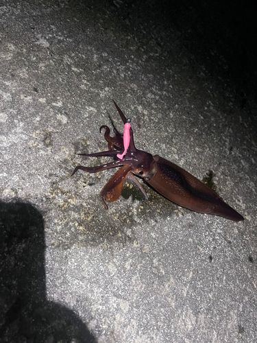 スルメイカの釣果