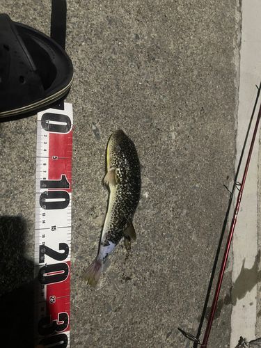 フグの釣果