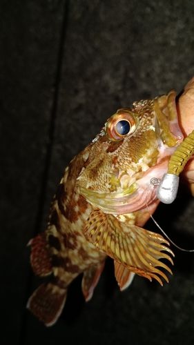 ガシラの釣果