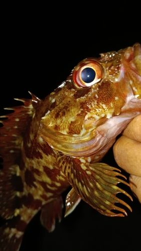 ガシラの釣果