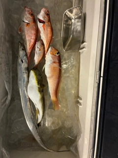 アカムツの釣果
