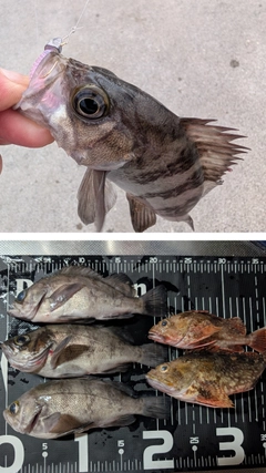 釣果
