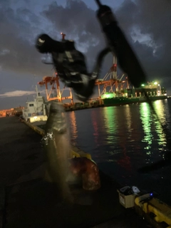 セイゴ（タイリクスズキ）の釣果