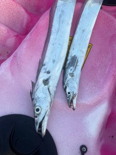 タチウオの釣果