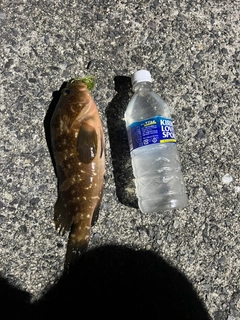 アコウの釣果