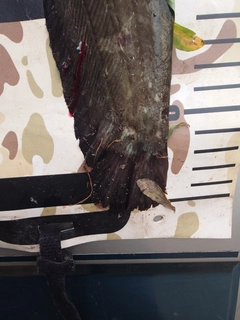 ナマズの釣果