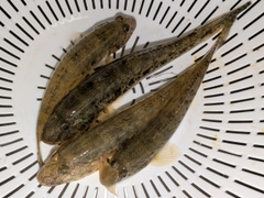 マハゼの釣果