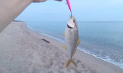 ショゴの釣果