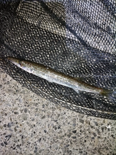 カマスの釣果