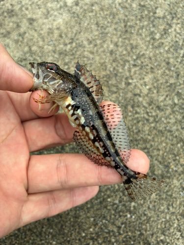アナハゼの釣果