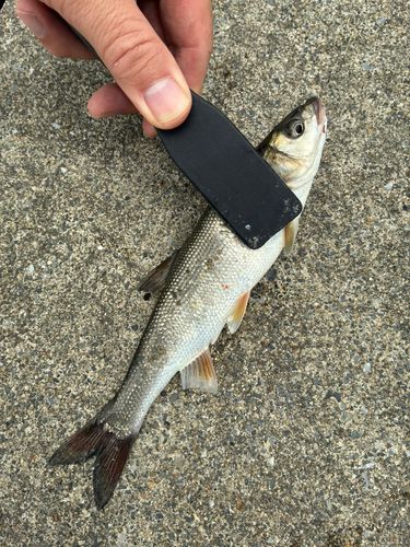 ウグイの釣果