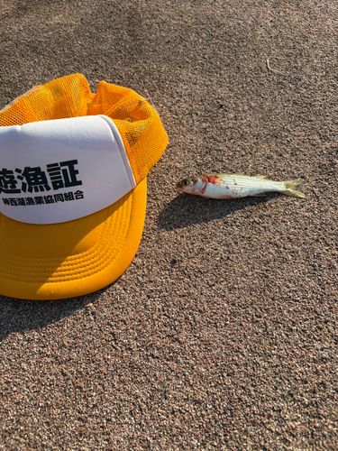 ボラの釣果