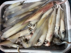 ケンサキイカの釣果