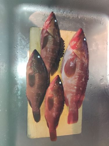 アカハタの釣果