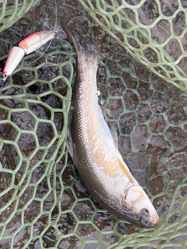 ウグイの釣果