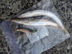 カマスの釣果