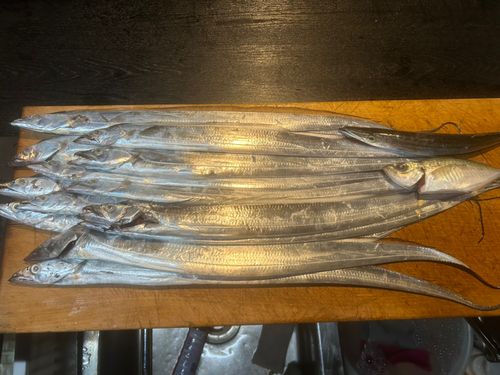 タチウオの釣果