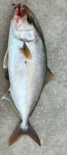 ショゴの釣果