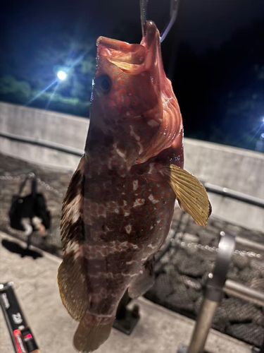 キジハタの釣果