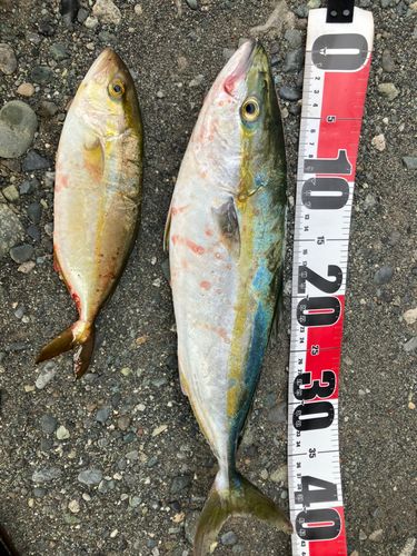 イナダの釣果