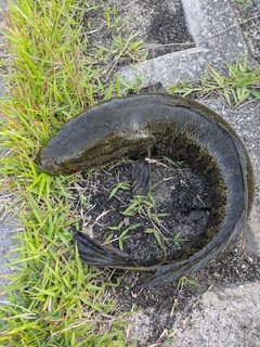 ライギョの釣果