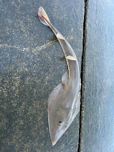 サカタザメの釣果