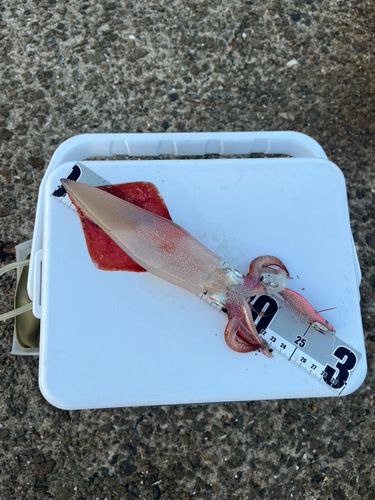 イカの釣果