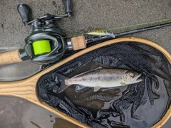 ヤマメの釣果