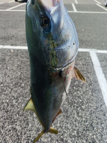 ハマチの釣果