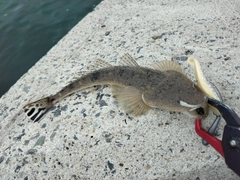 マゴチの釣果