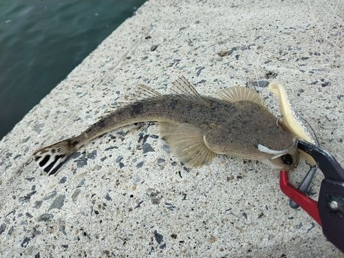 マゴチの釣果