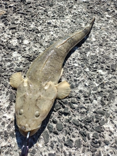 マゴチの釣果