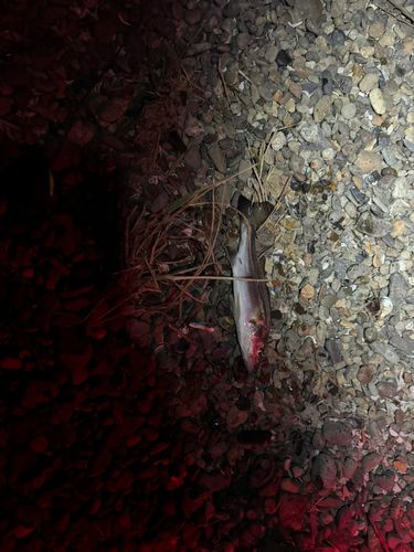 フッコ（マルスズキ）の釣果