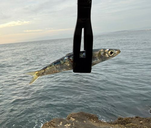 ウルメイワシの釣果