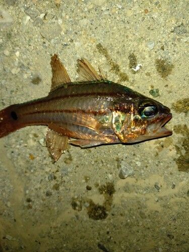 ネンブツダイの釣果