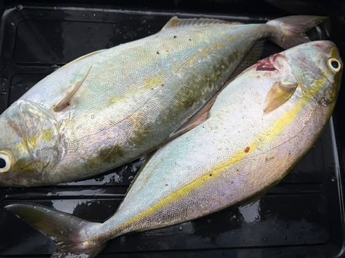 ネリゴの釣果