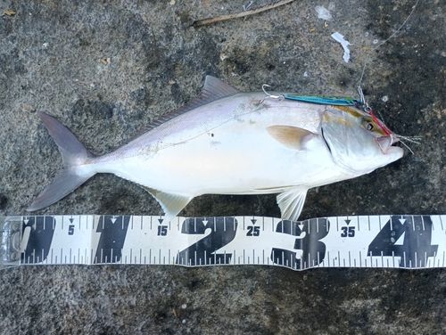 シオの釣果