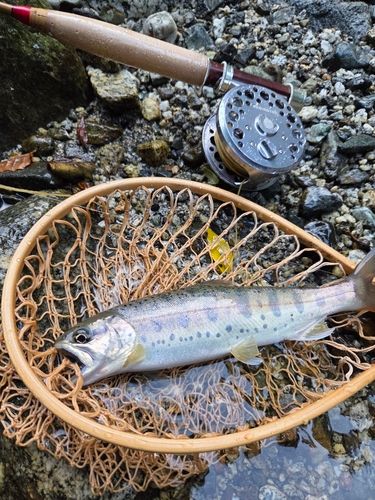 ヤマメの釣果